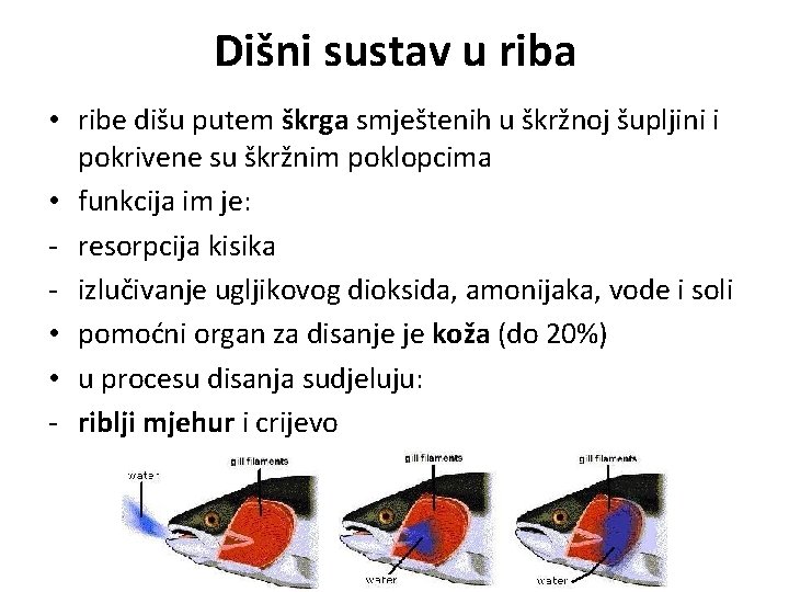 Dišni sustav u riba • ribe dišu putem škrga smještenih u škržnoj šupljini i