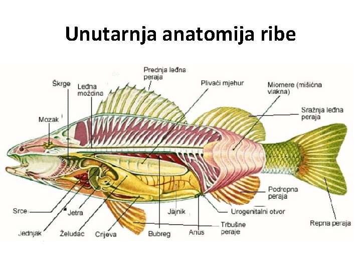 Unutarnja anatomija ribe 