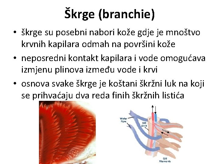Škrge (branchie) • škrge su posebni nabori kože gdje je mnoštvo krvnih kapilara odmah