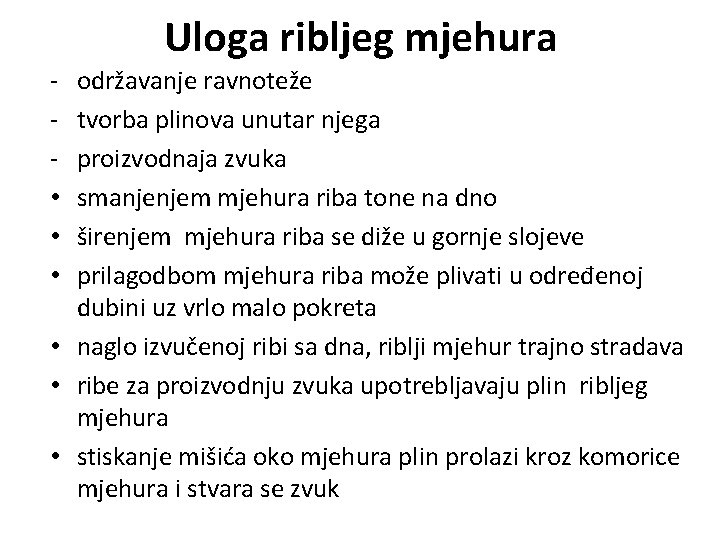 Uloga ribljeg mjehura • • • održavanje ravnoteže tvorba plinova unutar njega proizvodnaja zvuka