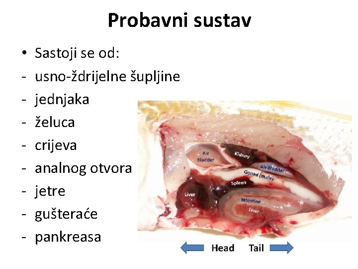 Probavni sustav • - Sastoji se od: usno-ždrijelne šupljine jednjaka želuca crijeva analnog otvora