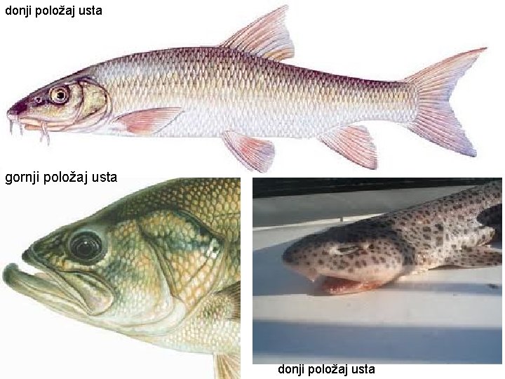 donji položaj usta gornji položaj usta donji položaj usta 