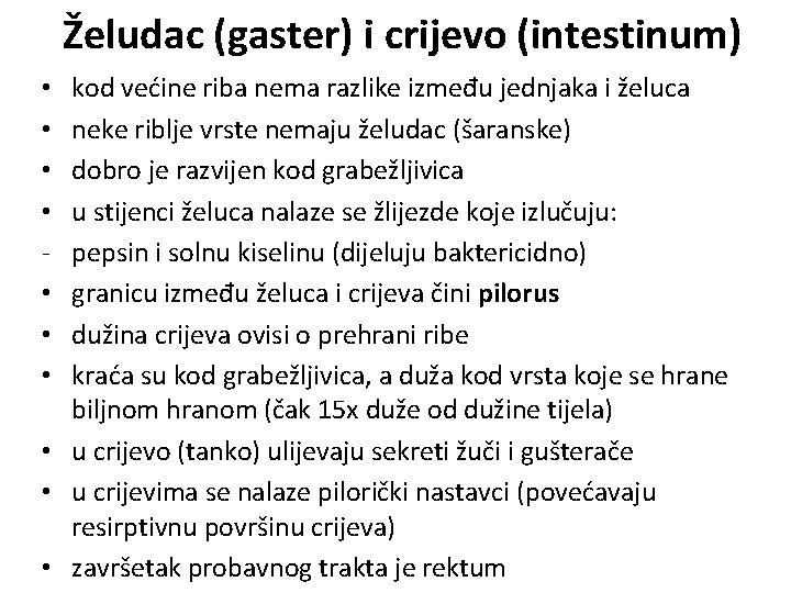 Želudac (gaster) i crijevo (intestinum) kod većine riba nema razlike između jednjaka i želuca