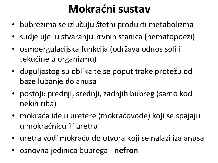 Mokraćni sustav • bubrezima se izlučuju štetni produkti metabolizma • sudjeluje u stvaranju krvnih