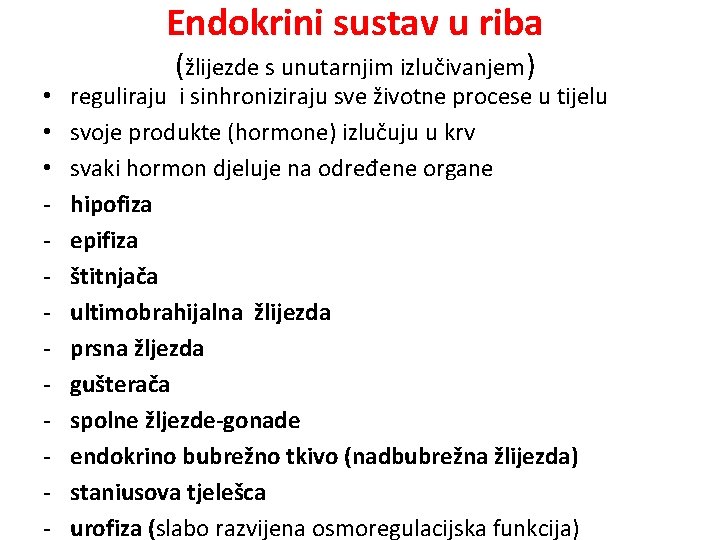 Endokrini sustav u riba • • • - (žlijezde s unutarnjim izlučivanjem) reguliraju i