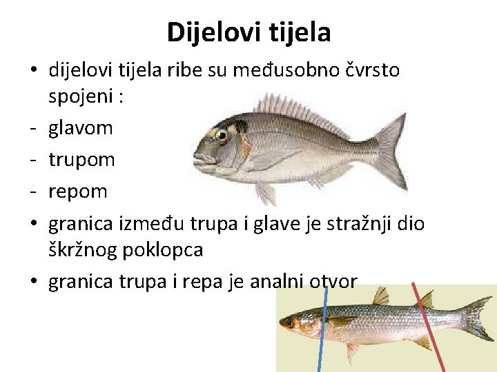 Dijelovi tijela • dijelovi tijela ribe su međusobno čvrsto spojeni : - glavom -