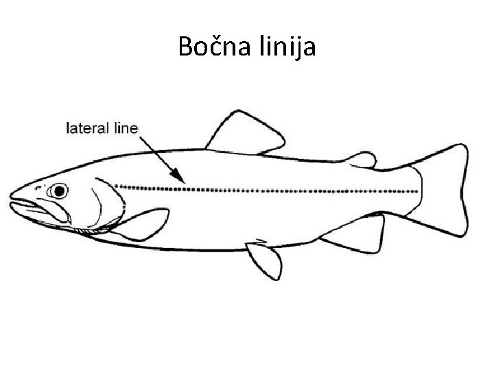 Bočna linija 