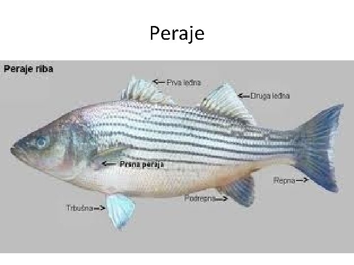 Peraje 