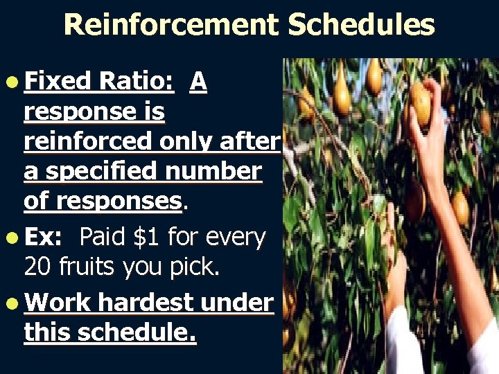 Reinforcement Schedules l Fixed Ratio: A response is reinforced only after a specified number