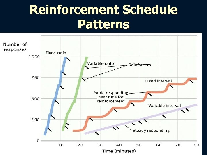 Reinforcement Schedule Patterns 
