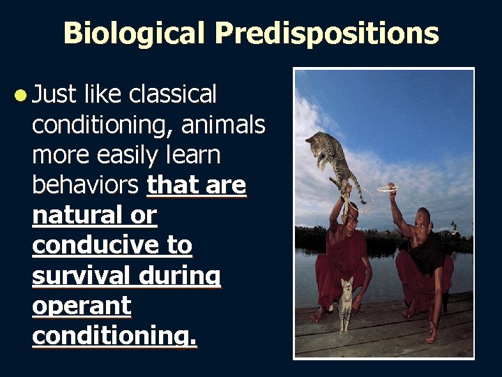 Biological Predispositions l Just like classical conditioning, animals more easily learn behaviors that are