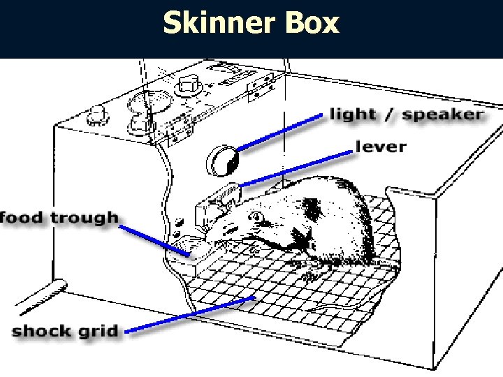 Skinner Box 