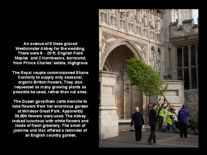 An avenue of 8 trees graced Westminster Abbey for the wedding. There were 6