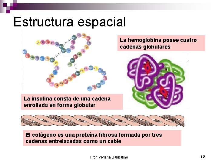 Estructura espacial La hemoglobina posee cuatro cadenas globulares La insulina consta de una cadena