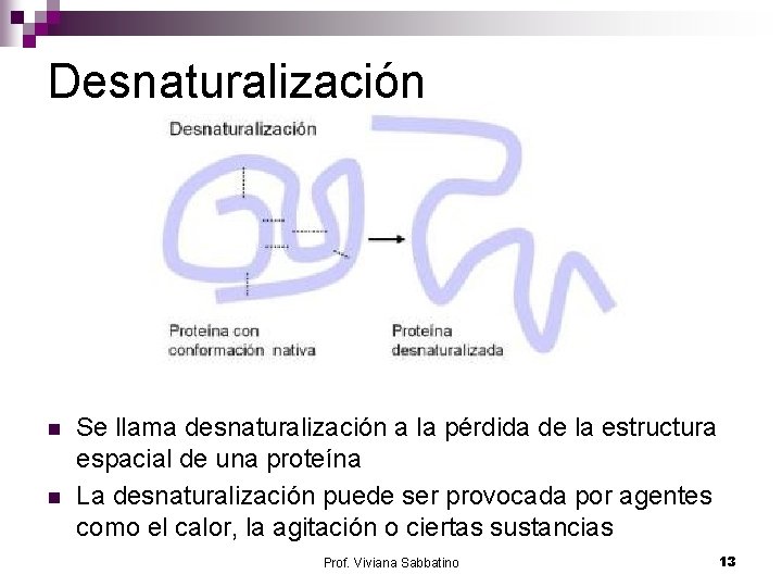 Desnaturalización n n Se llama desnaturalización a la pérdida de la estructura espacial de