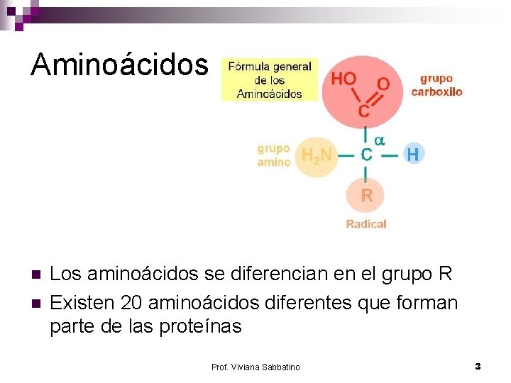 Aminoácidos n n Los aminoácidos se diferencian en el grupo R Existen 20 aminoácidos