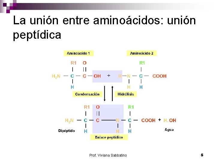 La unión entre aminoácidos: unión peptídica Prof. Viviana Sabbatino 5 