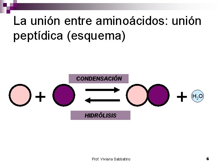 La unión entre aminoácidos: unión peptídica (esquema) CONDENSACIÓN + + H 2 O HIDRÓLISIS