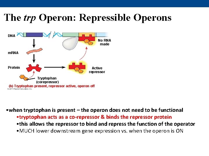 The trp Operon: Repressible Operons DNA No RNA made m. RNA Protein Active repressor