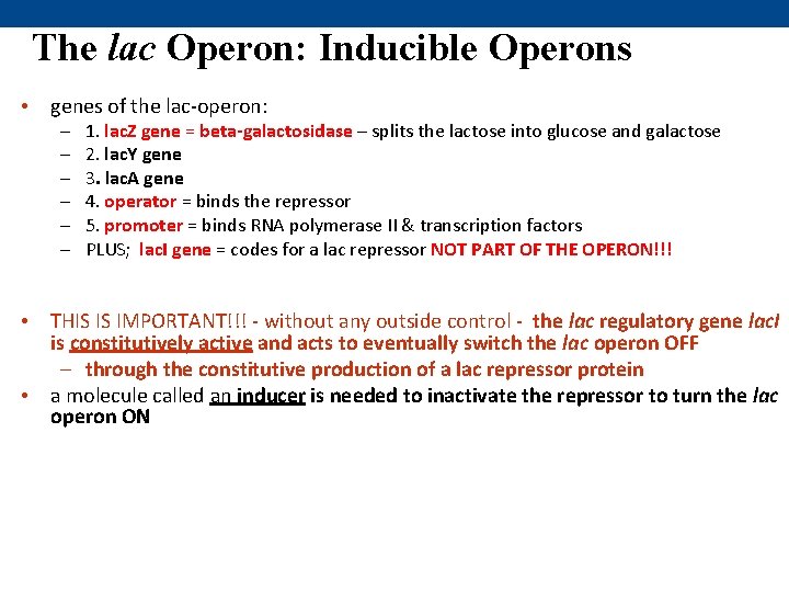 The lac Operon: Inducible Operons • genes of the lac-operon: – – – 1.