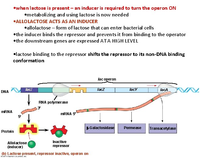  • when lactose is present – an inducer is required to turn the