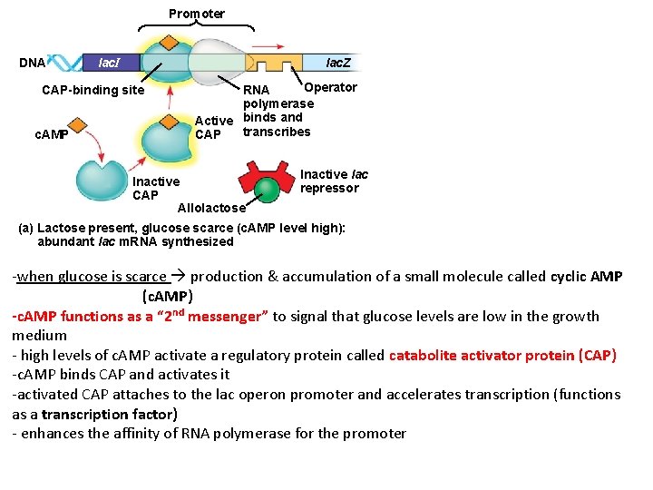 Promoter DNA lac. I lac. Z CAP-binding site c. AMP Operator RNA polymerase Active