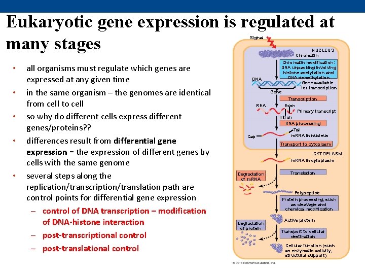 Eukaryotic gene expression is regulated at many stages Signal NUCLEUS Chromatin • • •