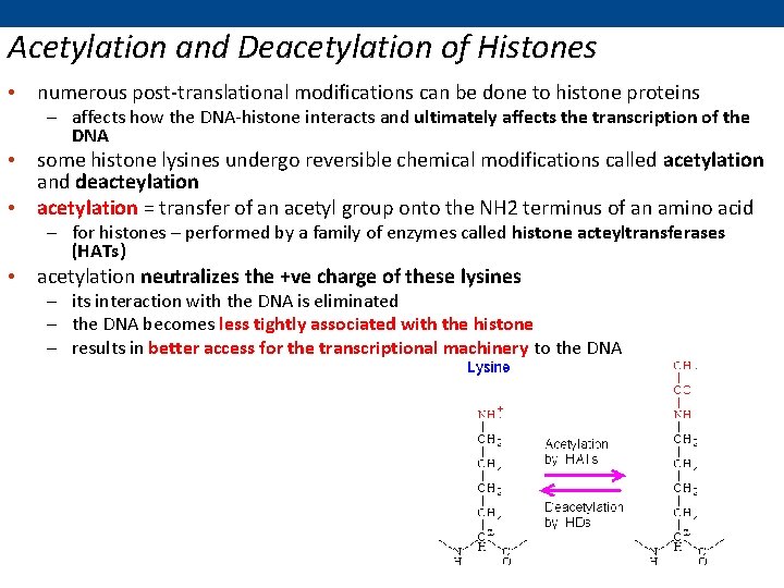 Acetylation and Deacetylation of Histones • numerous post-translational modifications can be done to histone