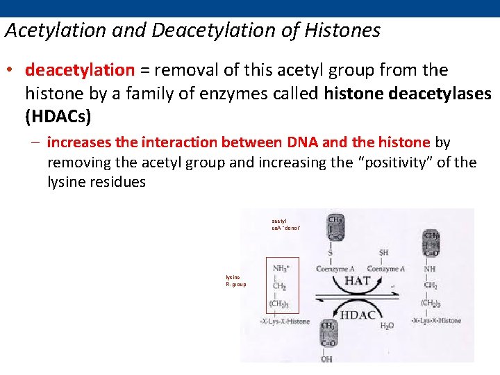 Acetylation and Deacetylation of Histones • deacetylation = removal of this acetyl group from