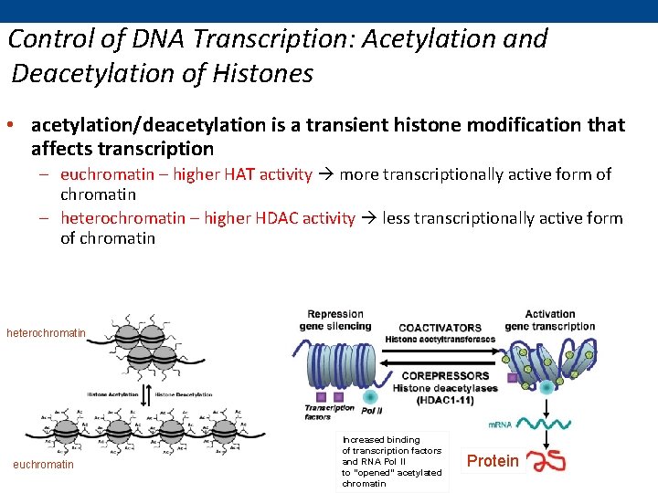Control of DNA Transcription: Acetylation and Deacetylation of Histones • acetylation/deacetylation is a transient