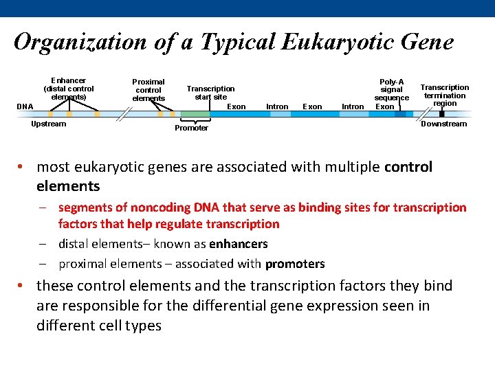 Organization of a Typical Eukaryotic Gene Enhancer (distal control elements) DNA Upstream Proximal control