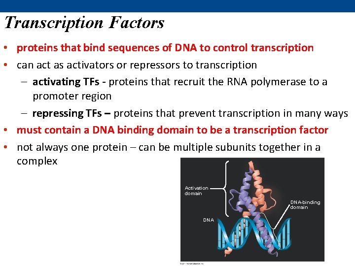 Transcription Factors • proteins that bind sequences of DNA to control transcription • can