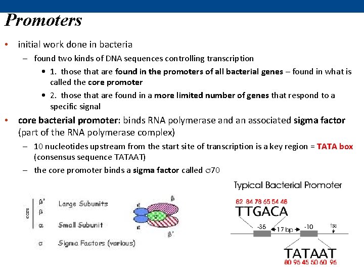 Promoters • initial work done in bacteria – found two kinds of DNA sequences