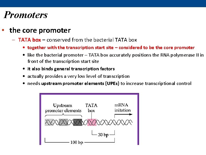 Promoters • the core promoter – TATA box – conserved from the bacterial TATA