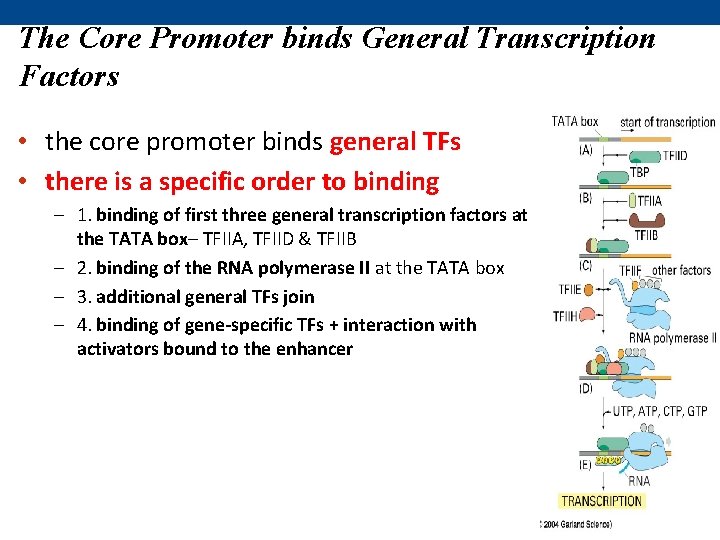 The Core Promoter binds General Transcription Factors • the core promoter binds general TFs