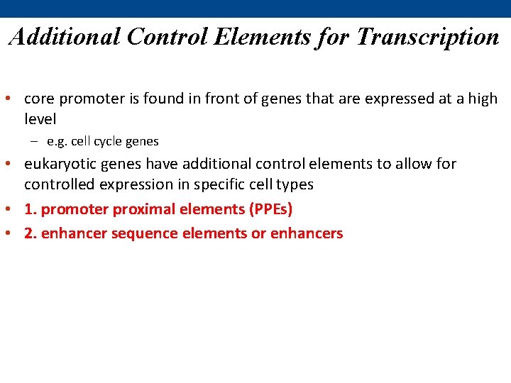 Additional Control Elements for Transcription • core promoter is found in front of genes