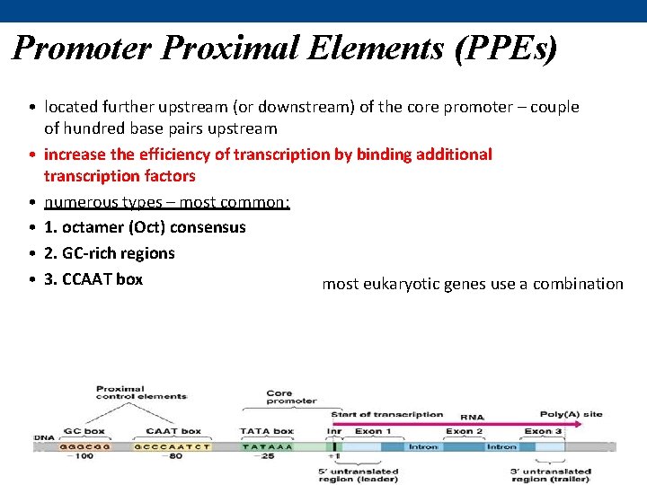 Promoter Proximal Elements (PPEs) • located further upstream (or downstream) of the core promoter