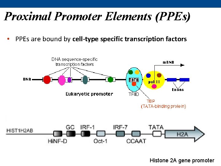 Proximal Promoter Elements (PPEs) • PPEs are bound by cell-type specific transcription factors Histone