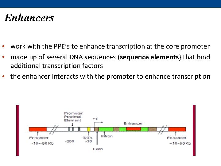 Enhancers • work with the PPE’s to enhance transcription at the core promoter •