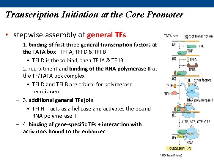 Transcription Initiation at the Core Promoter • stepwise assembly of general TFs – 1.