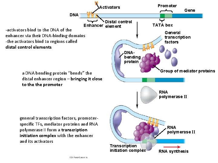 Promoter Activators DNA Distal control Enhancer element -activators bind to the DNA of the