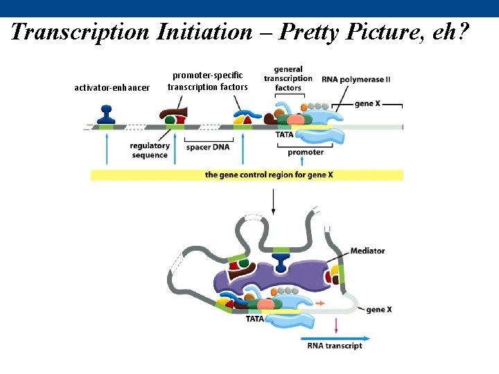 Transcription Initiation – Pretty Picture, eh? activator-enhancer promoter-specific transcription factors 