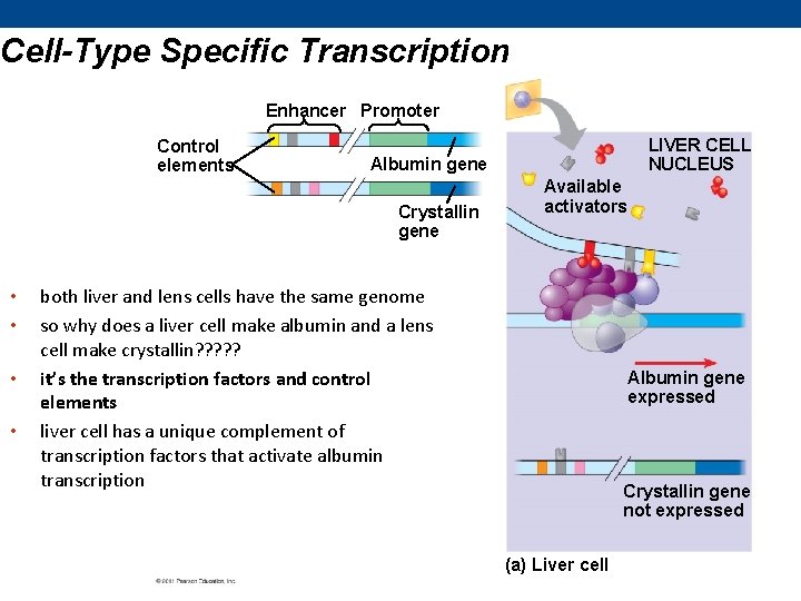 Cell-Type Specific Transcription Enhancer Promoter Control elements Albumin gene Crystallin gene • • LIVER