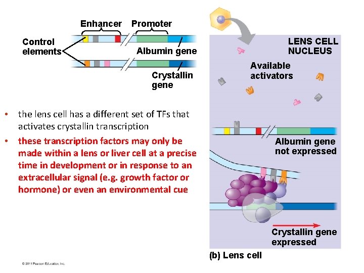 Enhancer Control elements Promoter LENS CELL NUCLEUS Albumin gene Crystallin gene Available activators •