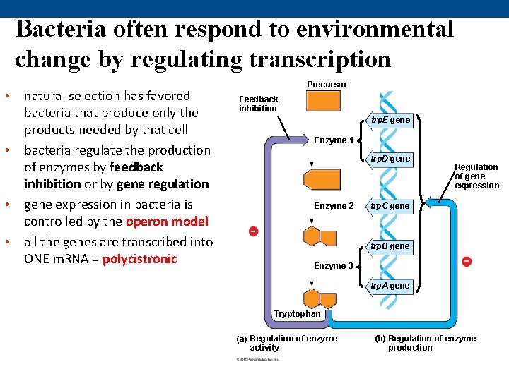 Bacteria often respond to environmental change by regulating transcription • natural selection has favored