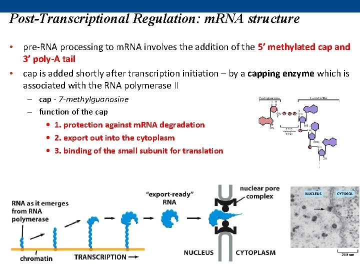 Post-Transcriptional Regulation: m. RNA structure • pre-RNA processing to m. RNA involves the addition