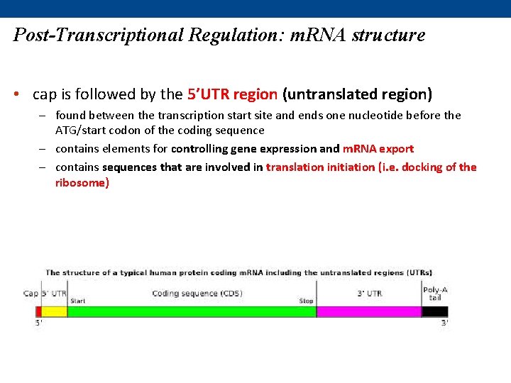 Post-Transcriptional Regulation: m. RNA structure • cap is followed by the 5’UTR region (untranslated