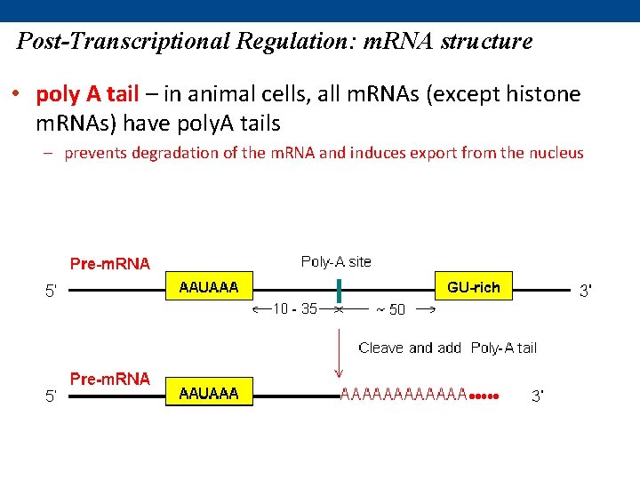 Post-Transcriptional Regulation: m. RNA structure • poly A tail – in animal cells, all