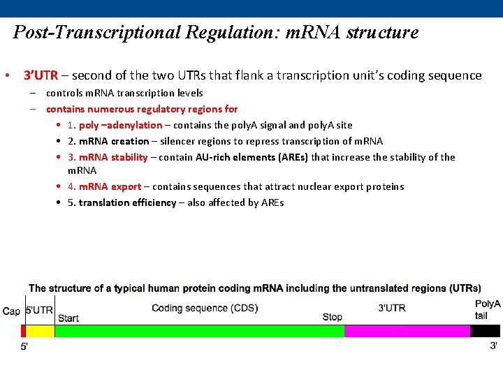 Post-Transcriptional Regulation: m. RNA structure • 3’UTR – second of the two UTRs that