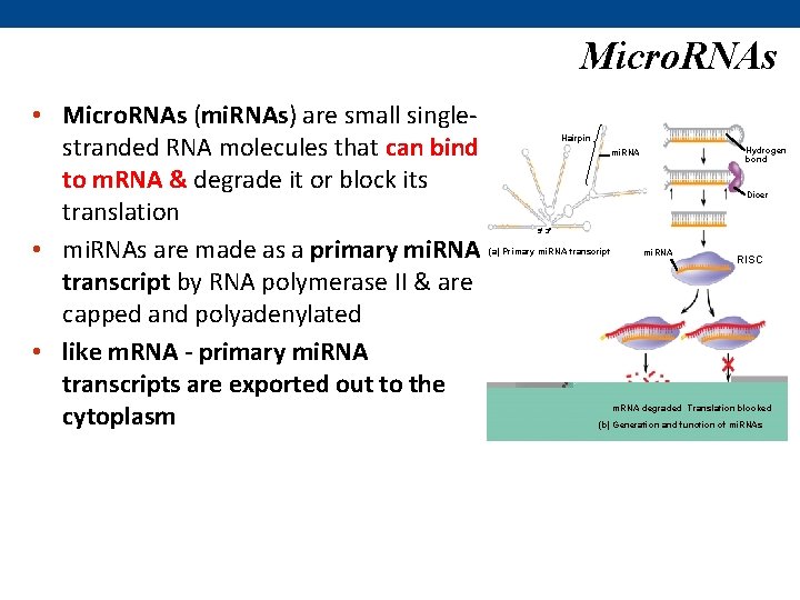 Micro. RNAs • Micro. RNAs (mi. RNAs) are small singlestranded RNA molecules that can